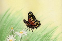 Butterfly-1-2.sml_